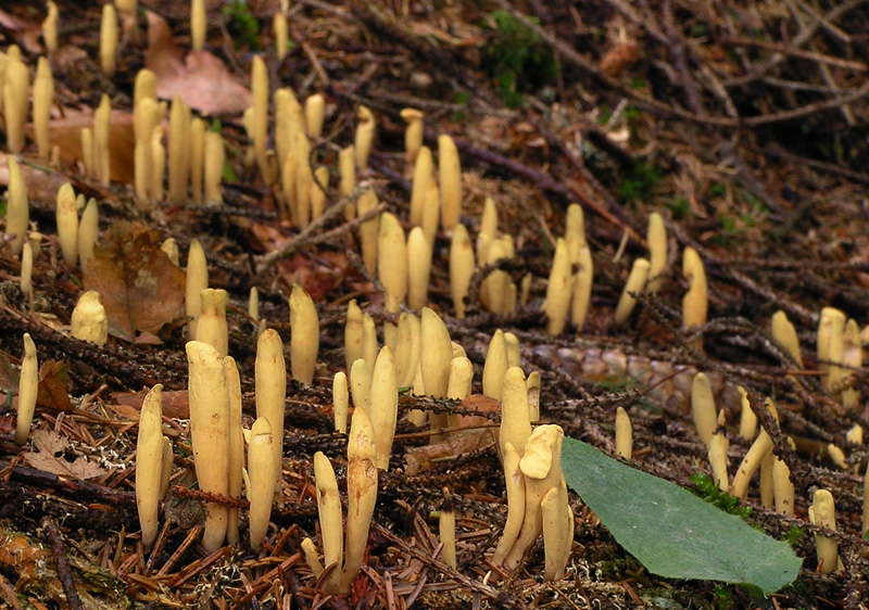 Clavariadelphus ligula